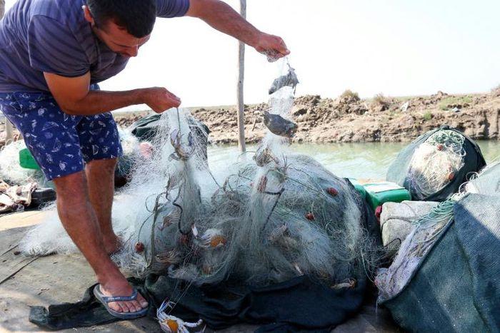 In the marshy coastal area near the Karavasta Lagoon, the blue crab clogs nets and weirs