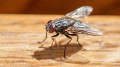 Angry man accidentally blows up his house while trying to kill annoying fly