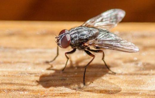 Angry man accidentally blows up his house while trying to kill annoying fly