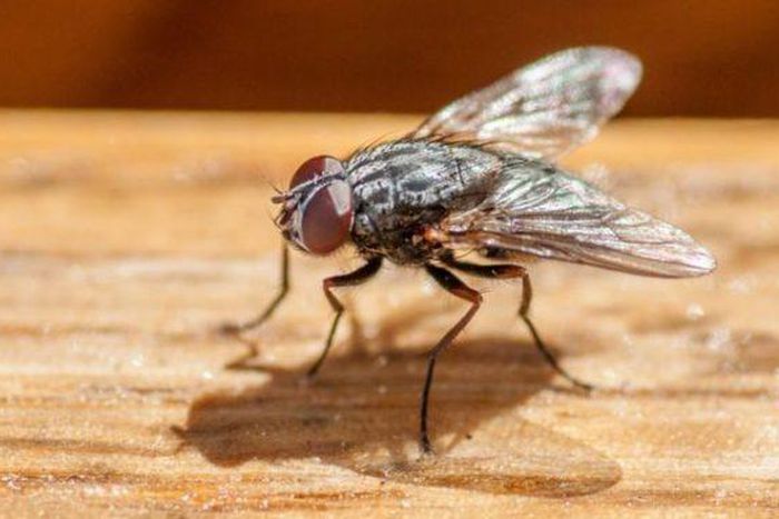 Angry man accidentally blows up his house while trying to kill annoying fly