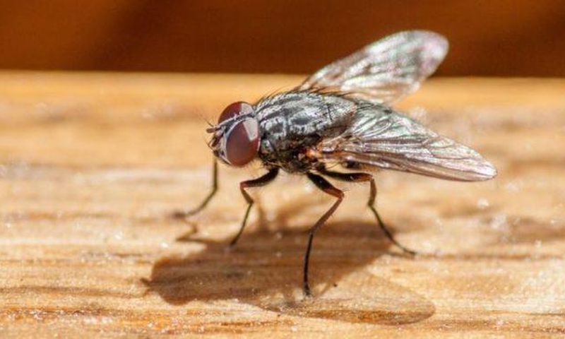 Angry man accidentally blows up his house while trying to kill annoying fly