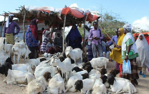 People buy sacrificial sheep and goats for the Muslim festival Eid