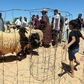 Libyans at a livestock market in Tajoura, east of the capital Tripoli, ahead of the Eid Al-Adha annual festival