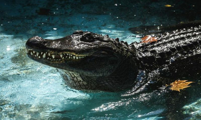 Muja has been at the zoo in Belgrade for 83 years, making him the world's oldest captive alligator