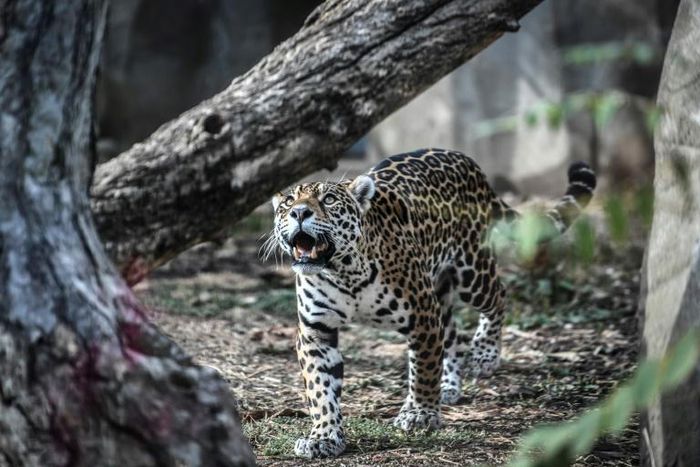 The Pantanal is known for its immense biodiversity, including its jaguars, a species listed as "near threatened" by the International Union for Conservation of Nature because of its declining numbers