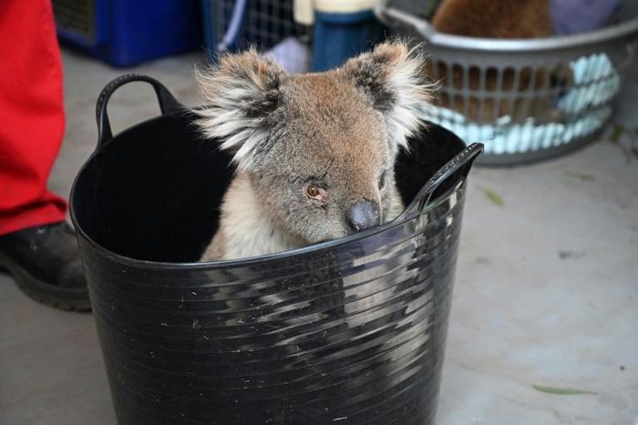 Unprecedented Australian bushfires have destroyed vast swathes of koala habitat