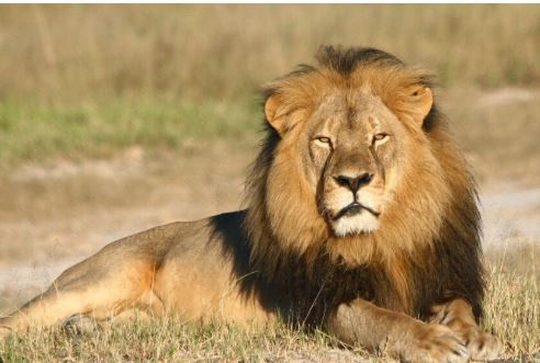 Man gets tragically devoured in an attempt to pet lion to impress his girlfriend