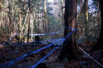 5. Aokigahara Forest, Japan