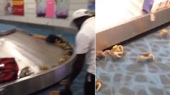 Drama at international airport as plenty of live-crabs crawl out of woman’s bag