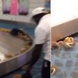Drama at international airport as plenty of live-crabs crawl out of woman’s bag