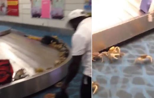 Drama at international airport as plenty of live-crabs crawl out of woman’s bag