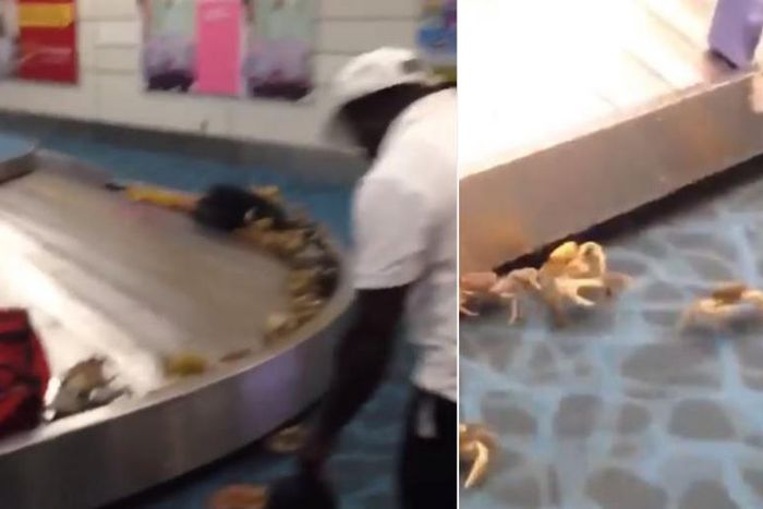 Drama at international airport as plenty of live-crabs crawl out of woman’s bag