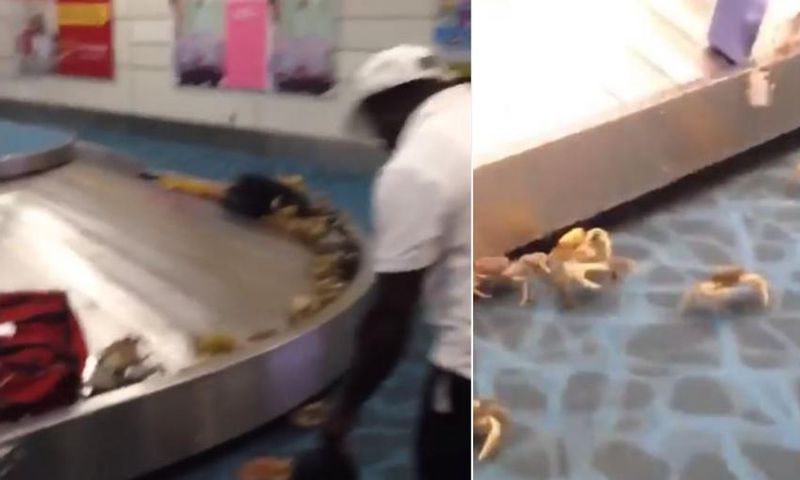 Drama at international airport as plenty of live-crabs crawl out of woman’s bag