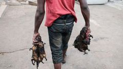 Bushmeat