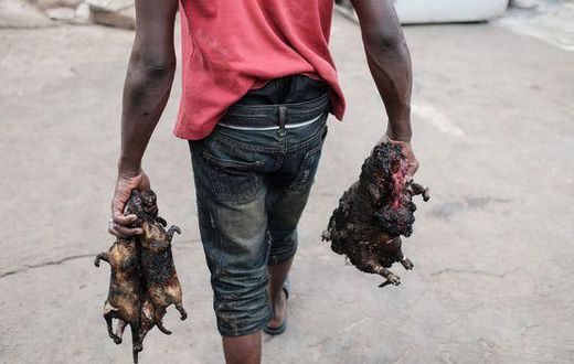 Bushmeat