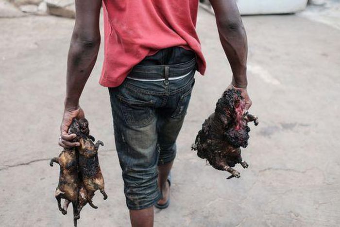 Bushmeat