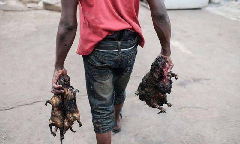 Bushmeat