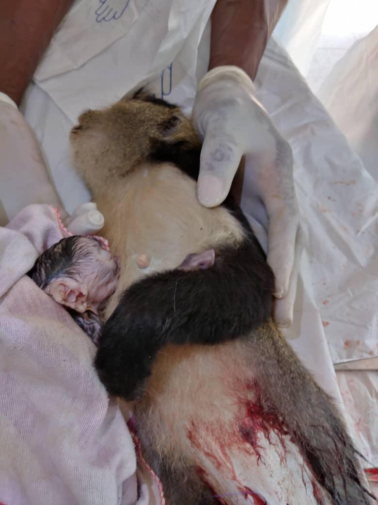 Monkey delivers baby through C-section at Kumasi Zoo