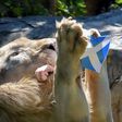 Boy, a five-year-old white lion, "predicts" an upcoming match by grabbing a piece of meat under the Scottish flag