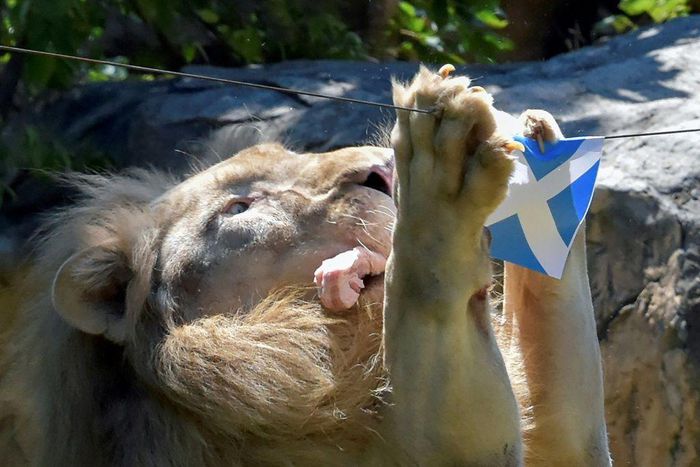 Boy, a five-year-old white lion, "predicts" an upcoming match by grabbing a piece of meat under the Scottish flag