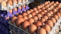 Gov’t planning to replace eggs with Chinese mackerel for students – GNAPF