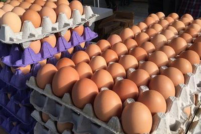 Gov’t planning to replace eggs with Chinese mackerel for students – GNAPF