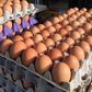 Gov’t planning to replace eggs with Chinese mackerel for students – GNAPF