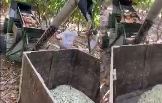 China allegedly has a machine that peels cocoa straight from harvesting