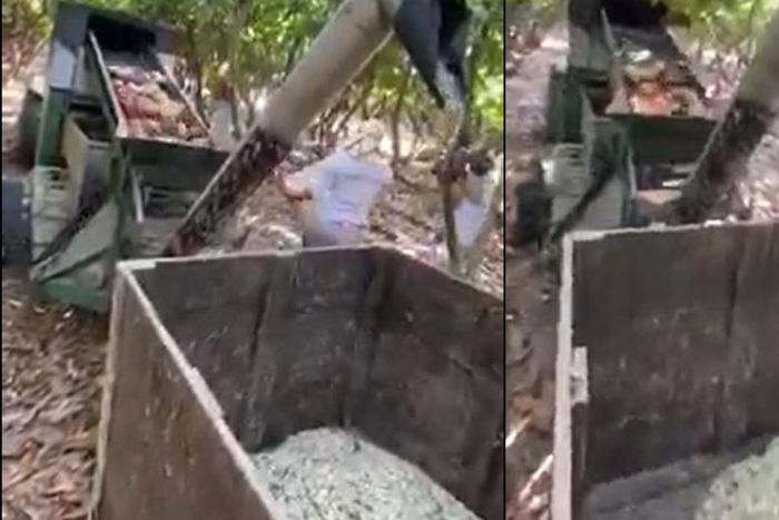 China allegedly has a machine that peels cocoa straight from harvesting