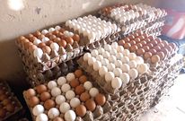 Egg prices increasing in Ghana