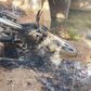 Burnt motor