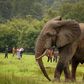Mole National park