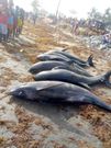 Over 80 mammals washed ashore at Axim-Bewire beach after a similar one at Osu