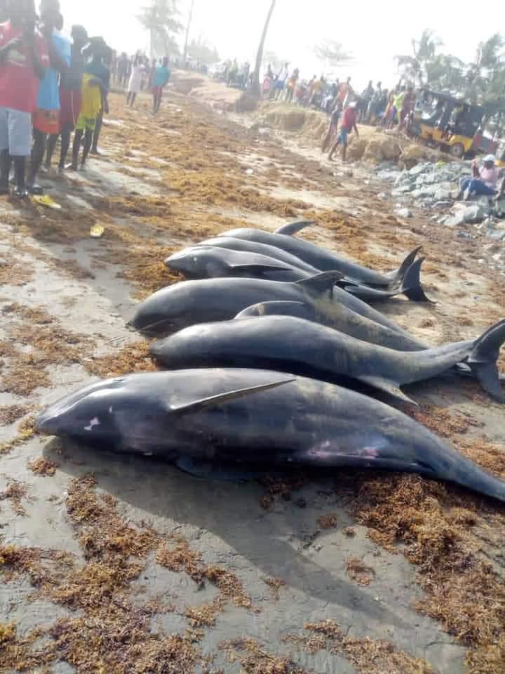 Over 80 mammals washed ashore at Axim-Bewire beach after a similar one at Osu