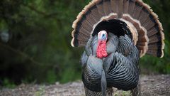 Ofaakor police arrest 42-year-old divorcee for having sex with turkey at Awutu Senya