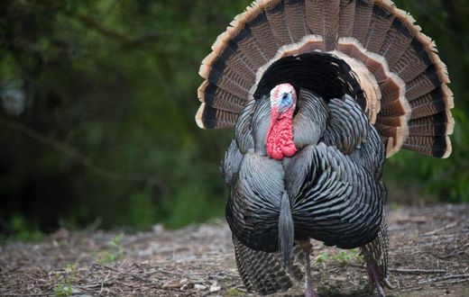 Ofaakor police arrest 42-year-old divorcee for having sex with turkey at Awutu Senya