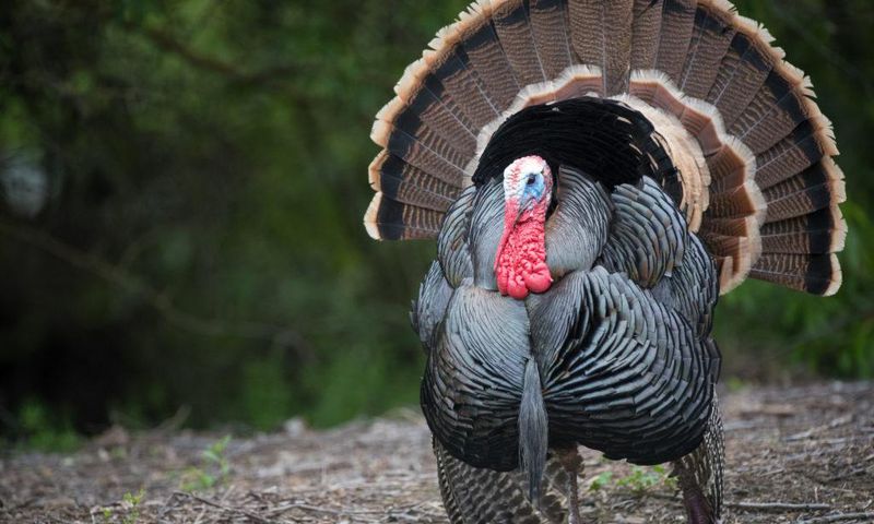 Ofaakor police arrest 42-year-old divorcee for having sex with turkey at Awutu Senya
