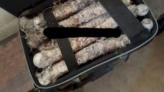 Human bones
