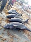 Over 80 mammals washed ashore at Axim-Bewire beach after a similar one at Osu