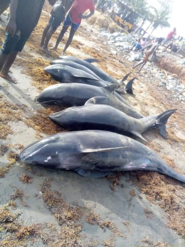 Over 80 mammals washed ashore at Axim-Bewire beach after a similar one at Osu