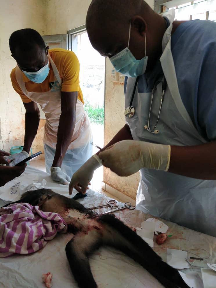 Monkey delivers baby through C-section at Kumasi Zoo