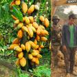 China producing their own cocoa after destroying our lands with galamsey – Sam Jonah fumes
