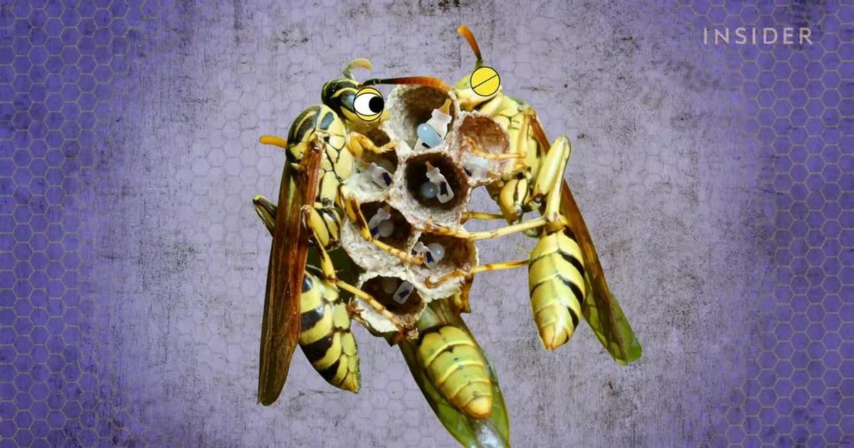 What's inside a wasp's nest? | Pulse Ghana