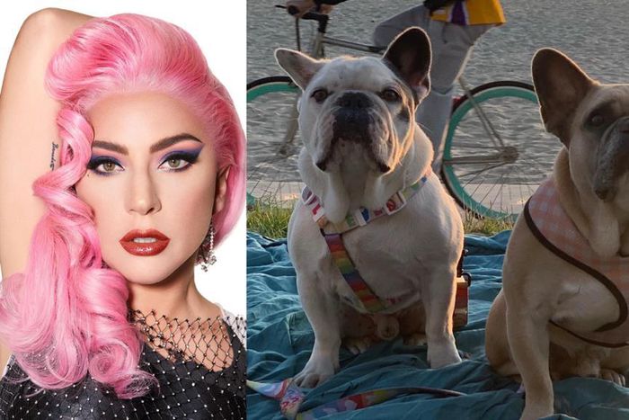 Lada Gaga and her dogs