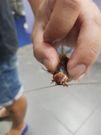 Man takes injured cockroach to veterinary hospital for treatment