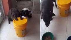 Video of dogs praying before eating gets social media users reacting