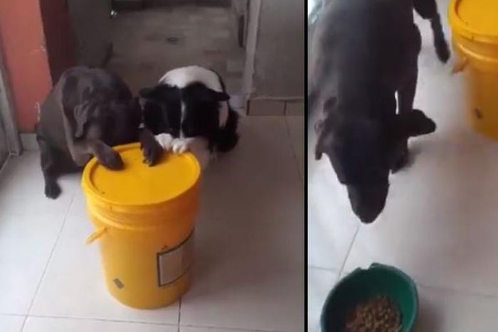 Video of dogs praying before eating gets social media users reacting