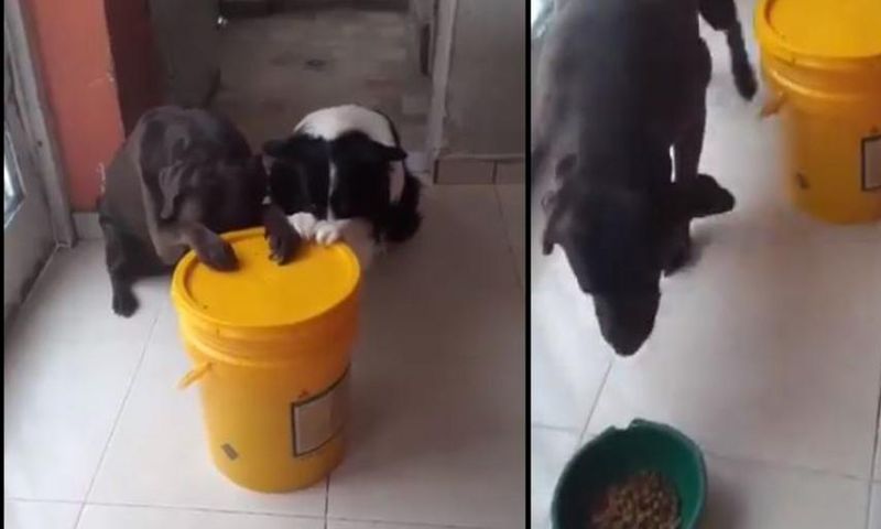 Video of dogs praying before eating gets social media users reacting