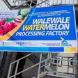 Walewale watermelon juice factory