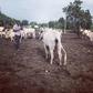 John Dumelo on his farm